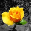 yellowrose1.2.3.4.5.6.71