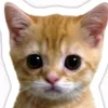 el_gato591