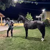 renildosillva6
