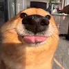ayrel_oki