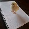 alexander_cueva_2025