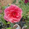 elizabeth3_53