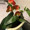iren_01hdz