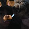 guineapigeater_cesar