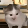 rongnho_rika
