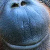 moonthefword