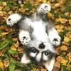 husky_socute