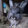 nibbles._the_rabbit