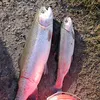 fisch20108