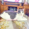 meomeomeo272825_