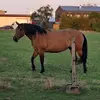 equestrian_ratowner