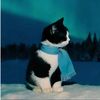 troy_1452