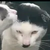 jeanpoulabata