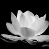 trn.th.kim.hu0