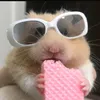 hampstereatingpinkwafer