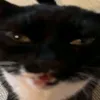 rafffyyypael