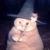 miaw.11_