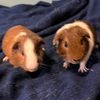 bobbyandwallyrguineapigs