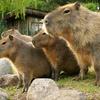 capybarnya