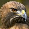 falcon.of.the.east