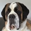 normanthesaintbernard
