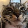 olive_the_kittenn