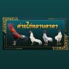 ค่ายไก่หลานตาดา