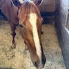 val.equestrian