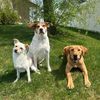 houseofdoghair