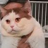shynnafiza_cattery
