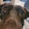 _my_dog_is_a_gremlin_