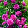 rose81172