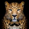 leopardo1830