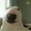 healmydog