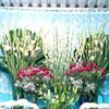 gilma.flores6