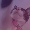 elo_ane_974