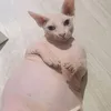 чубобин тоскатин