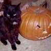 freaky_cat222