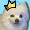 cachorro cantador