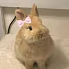 bunny_with_bow