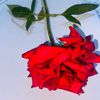 habosh_k