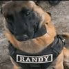 dogfan031