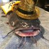 catfish.in..a..partyhat