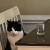 walterwidecat