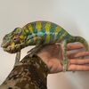 brightsidereptiles