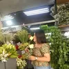 ghayemflores