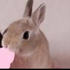 bunny_0x0x