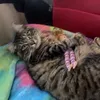 mollymoo2691