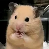 .reanaz_hammy