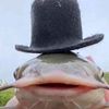 profish